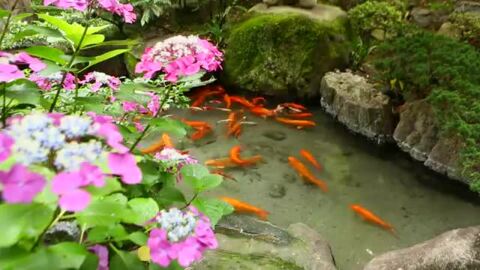 庭園の鯉
