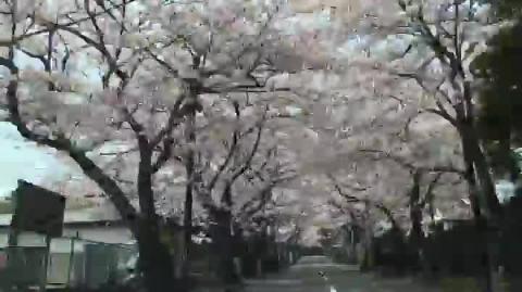伊豆高原桜並木 　2016年4月6日