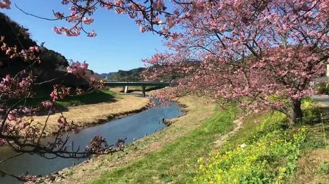 みなみの桜と菜の花まつり　会場　2017年2月7日