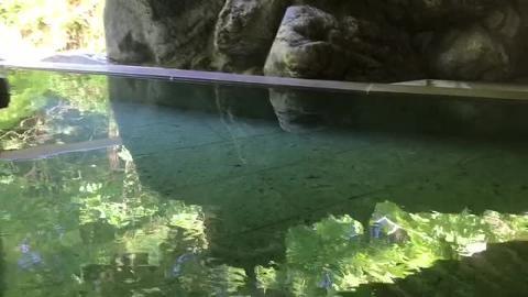 【動画】湯西川温泉発祥の源泉かけ流し温泉