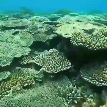 ダイビング×サンゴ礁