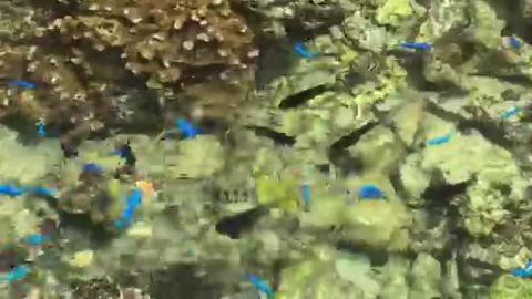 備瀬崎ビーチでは熱帯魚がみれます