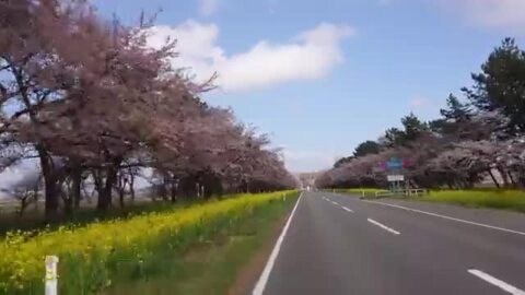 大潟村・菜の花ロード