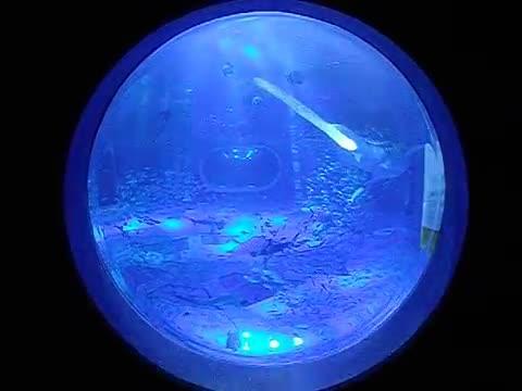 のとじま水族館ジンベイザメパノラマ大水槽