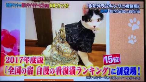 テレビ東京「どうぶつピース！！」で看板猫「殿クン」が紹介されました！