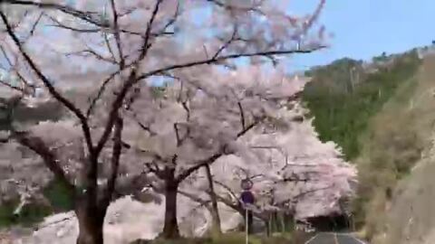 海津大崎の桜　2020年4月8日