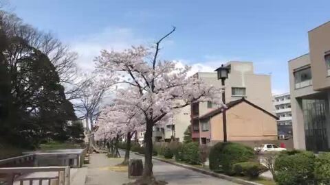 ホテル前は桜並木