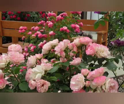【動画】敷地内のバラ（2021年6月撮影）