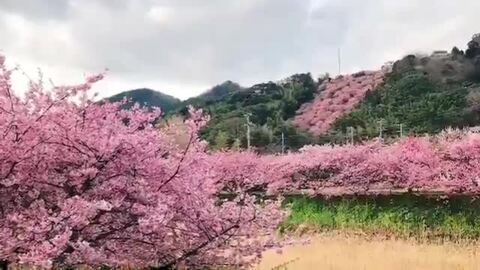 河津桜祭り動画