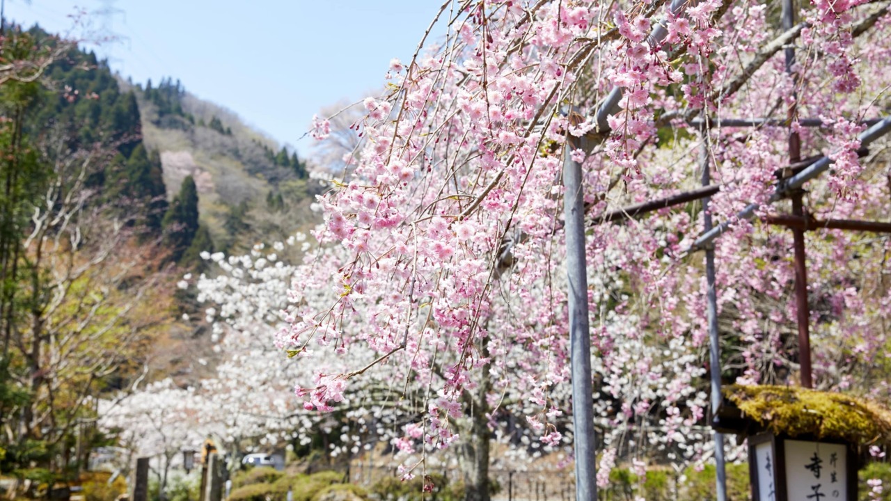 ・春の芹生庵　満開の桜をお楽しみください