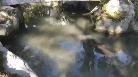 【外村宇兵衛邸】お庭には鯉の泳ぐ広々とした池がございます。