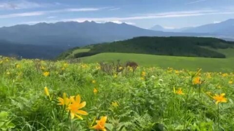 夏　霧ヶ峰富士見台　黄色が鮮やかなニッコウキスゲ　